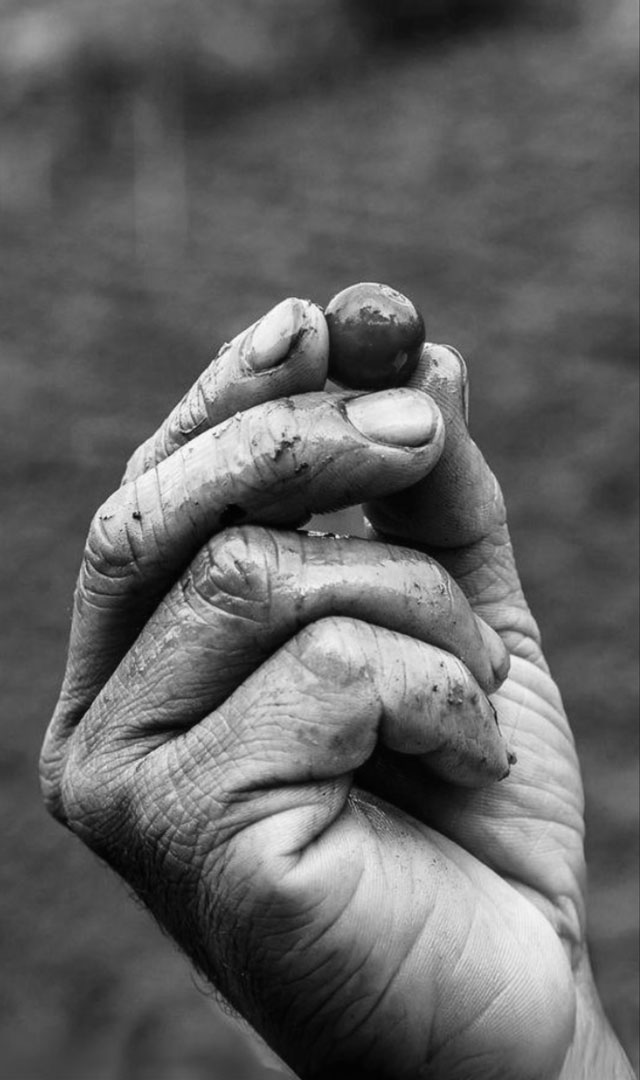 beans-rengitcoffee-story